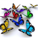 butterflies